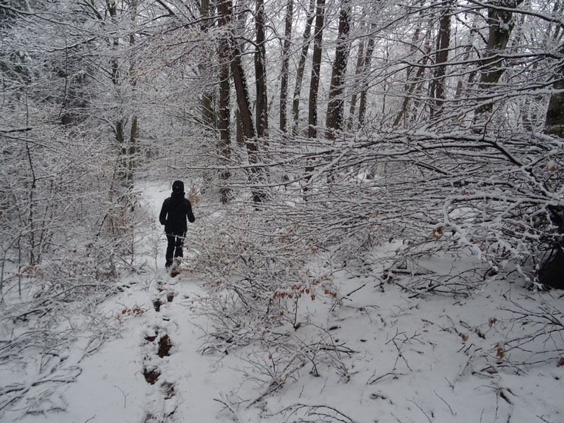 breve passeggiata tra la neve fresca di oggi.....